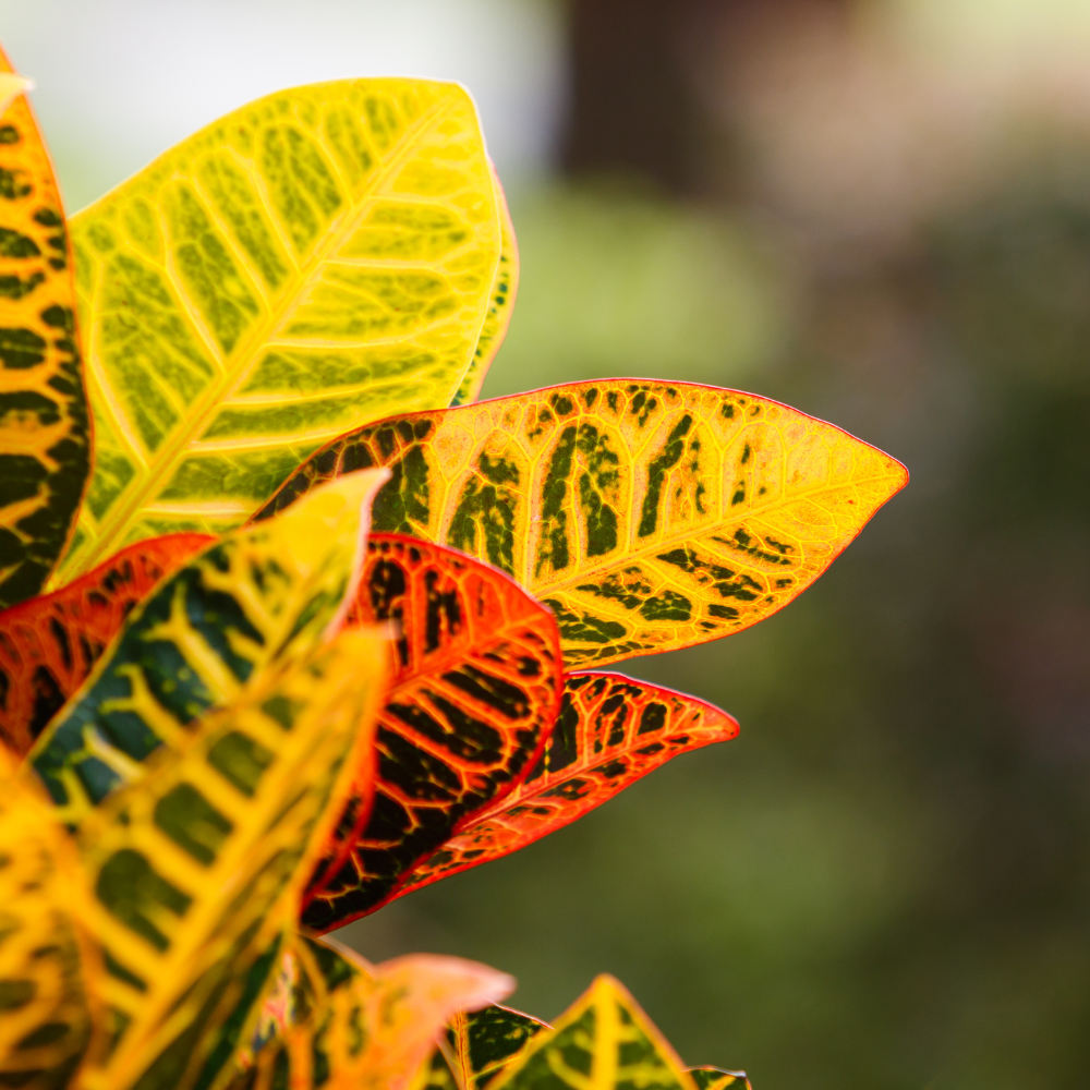 Your Ultimate Guide to Croton Plant Care [Complete Guide] 🌈