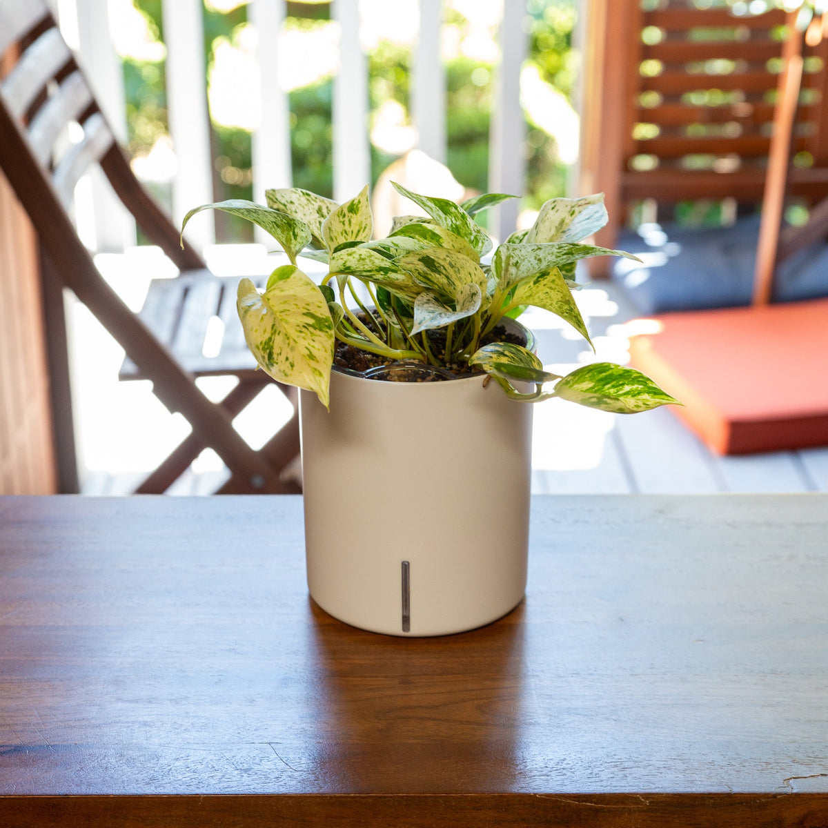 Pothos Care Guide | Pothos Plant Care | Intuitive Plants