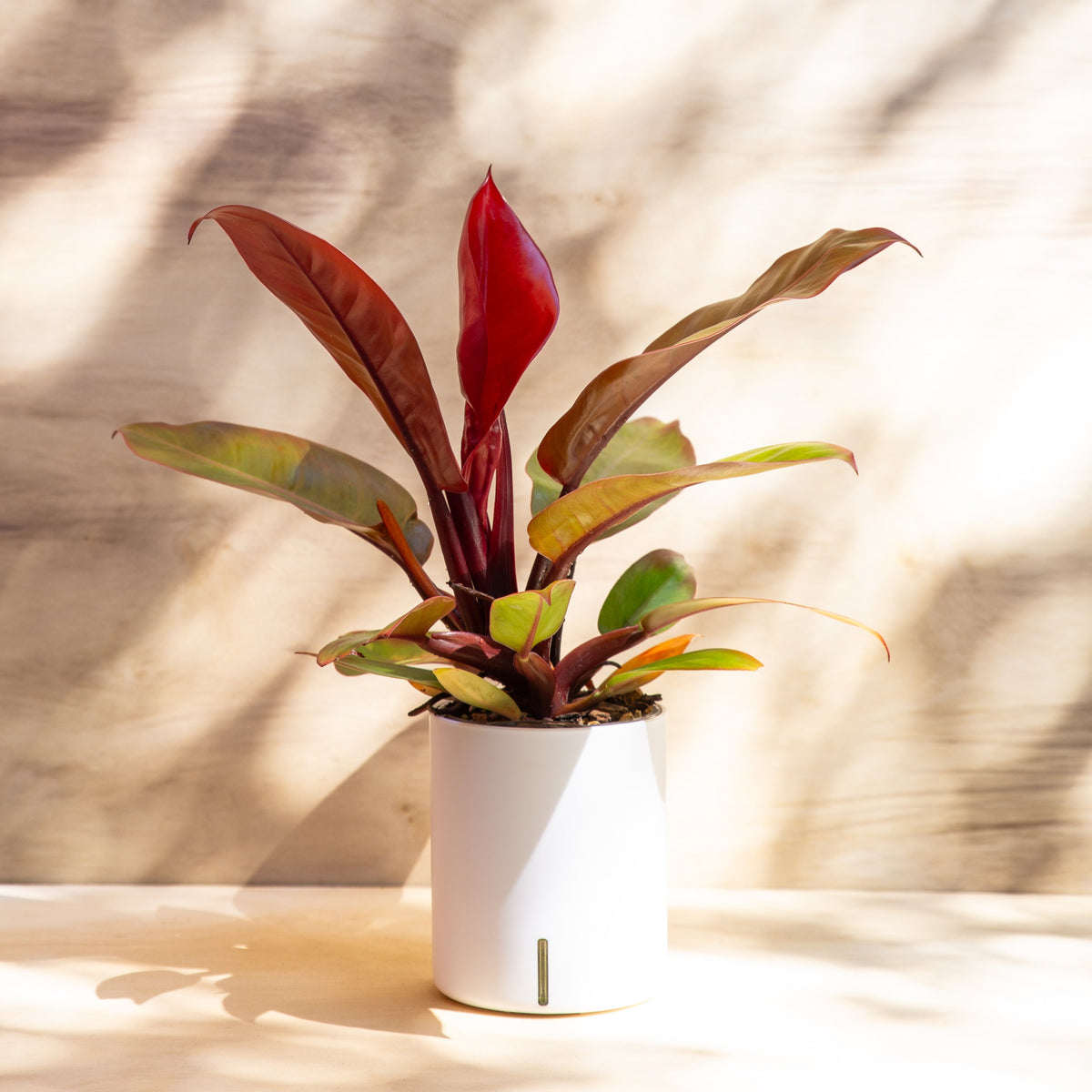 Philodendron Light Requirements | Intuitive Plants