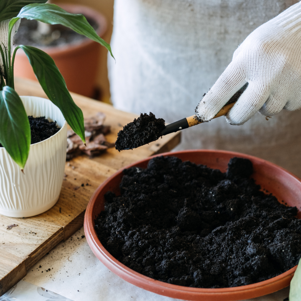 All You Need to Know About Houseplant Repotting [A Step-by-step Guide] 👌