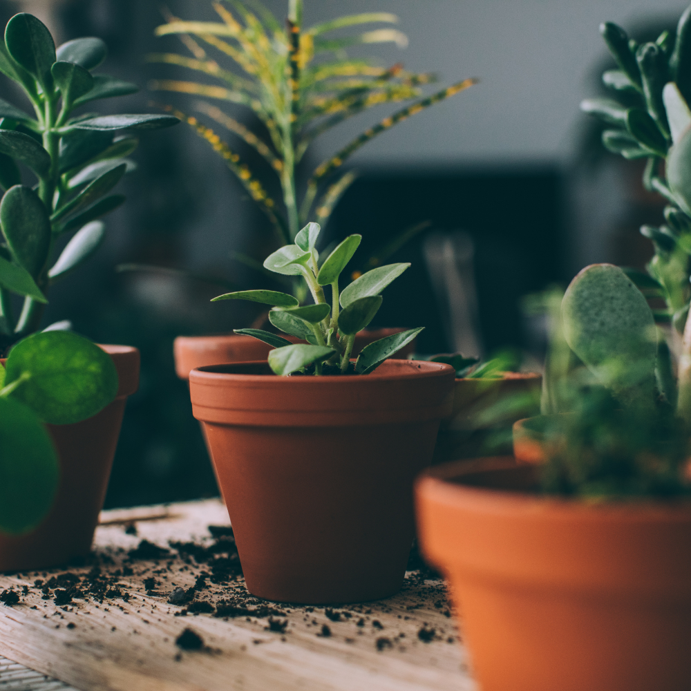 The Ultimate Guide to Fertilizing Indoor Plants [5 Things You Should Know] 🌱