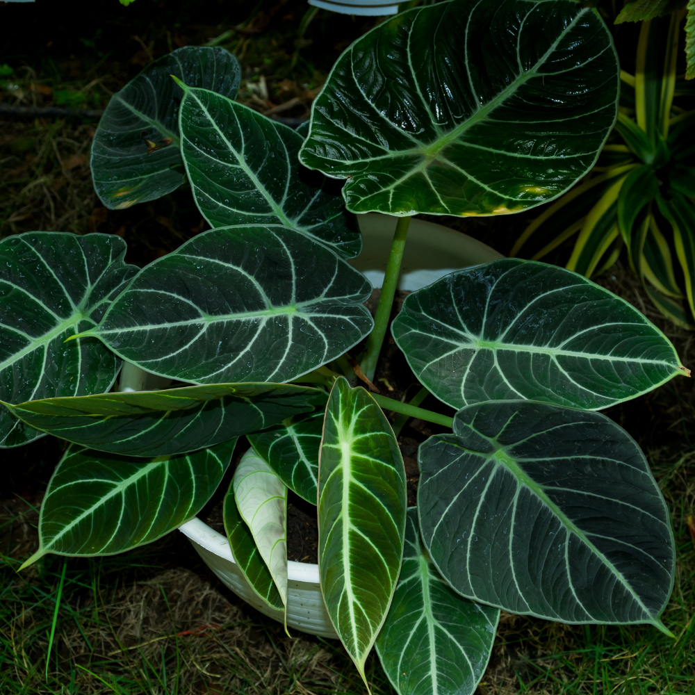 bluebeard plant Longwood Blue Bluebeard | Blue/Purple | Plant