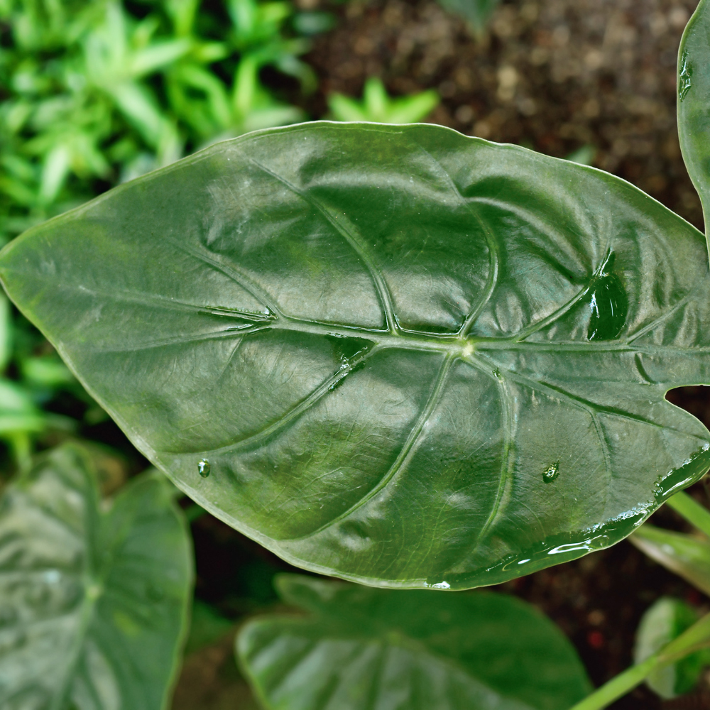 Indoor Plant Care Simplified: Alocasia Wentii New Guinea Shield [A Complete Guide]