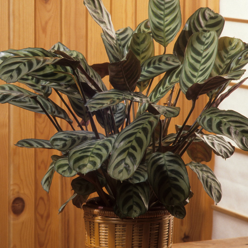 Calathea Plant Care 101🤲: Everything You Need to Know [Ultimate Guide]