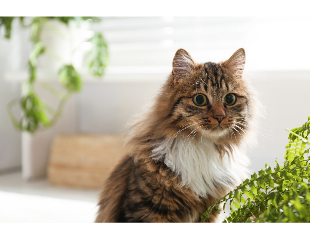Top 12 Houseplants Safe for Cats (with Pictures) 😻
