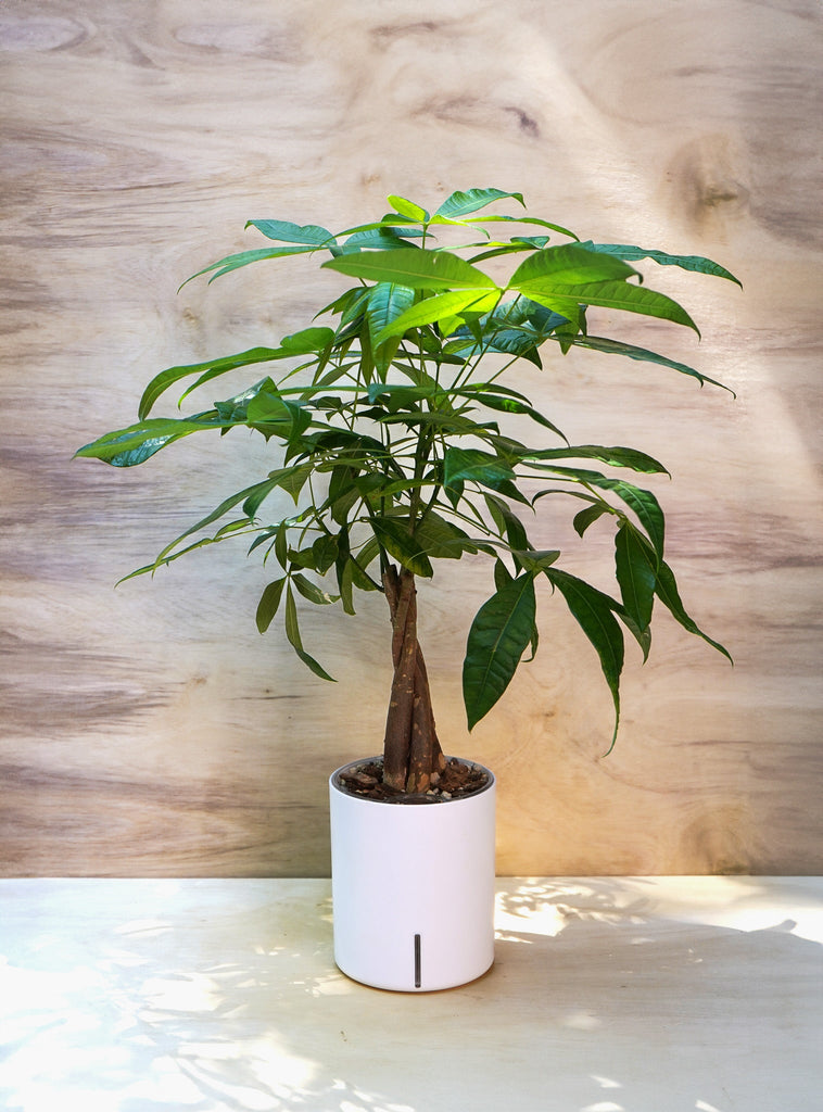 Money Tree in Self Watering Planter 
