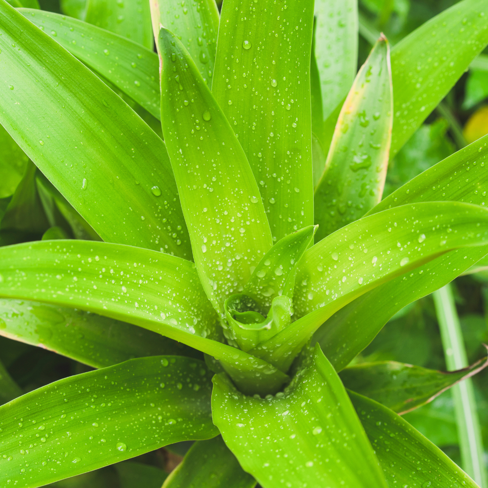 The Ultimate Guide to Dracaena Care in 8 Steps: Everything You Need to Know 🐲