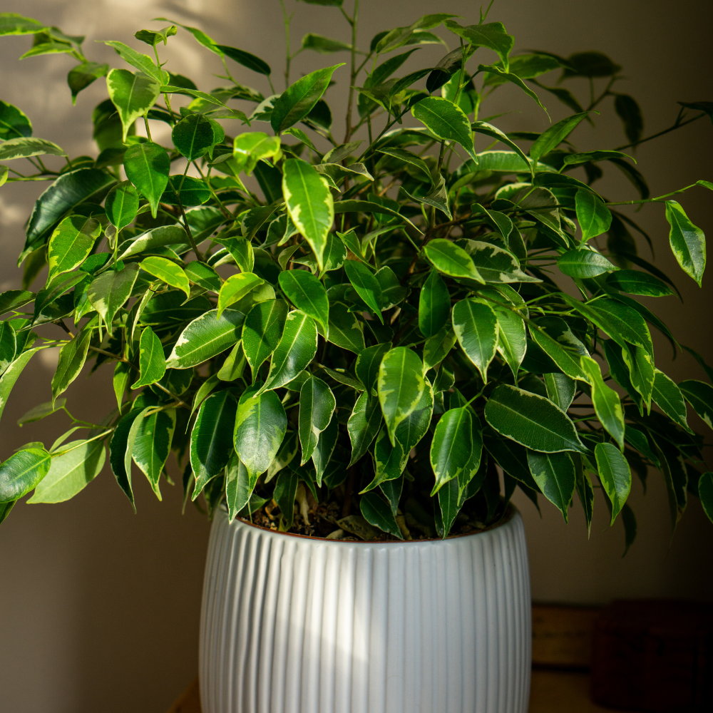Weeping Fig Care 101: Your Ultimate Guide to Thriving Ficus Benjamina