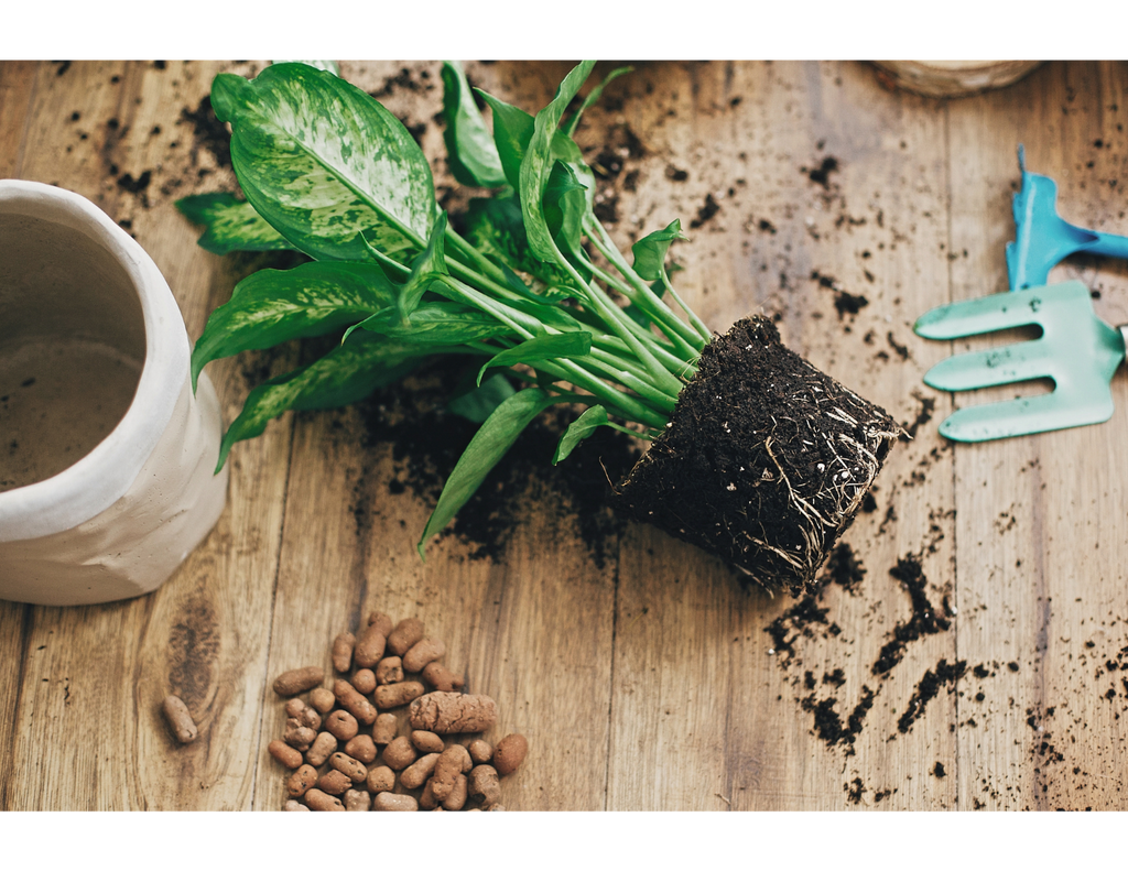 Houseplants Soil, Potting and Fertilizing 101 Intuitive Plants