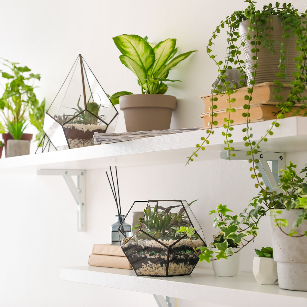 Artificial Lighting for Your Houseplants | Intuitive Plants