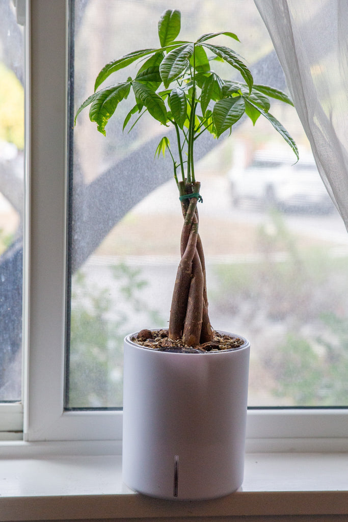 Money Tree Indoor Plant