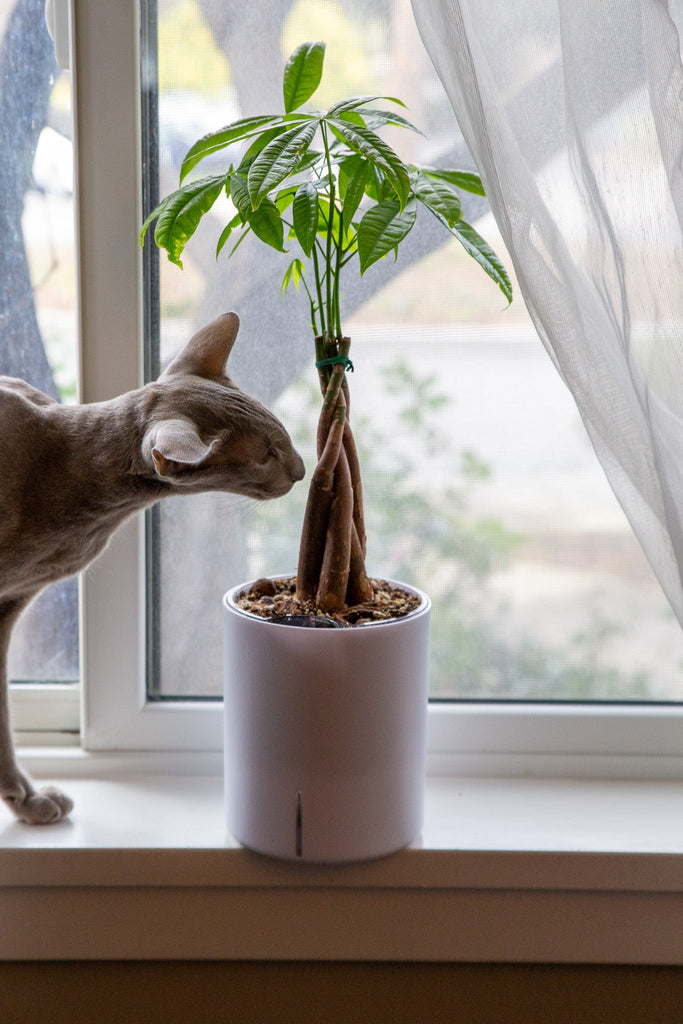 Top 12 Houseplants Safe for Cats (with Pictures) 😻