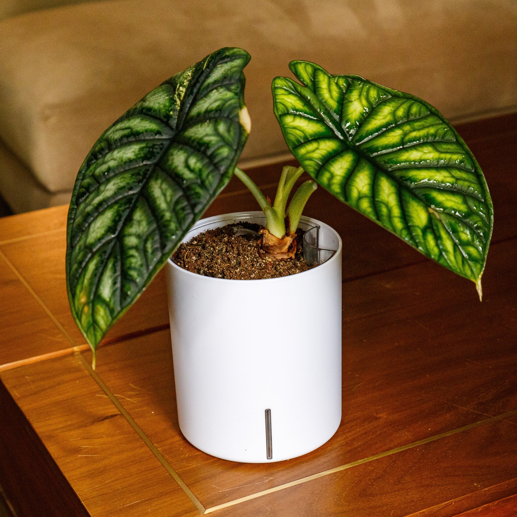 Alocasia Dragon Scale Care | Dragon Scale Care | Intuitive Plants