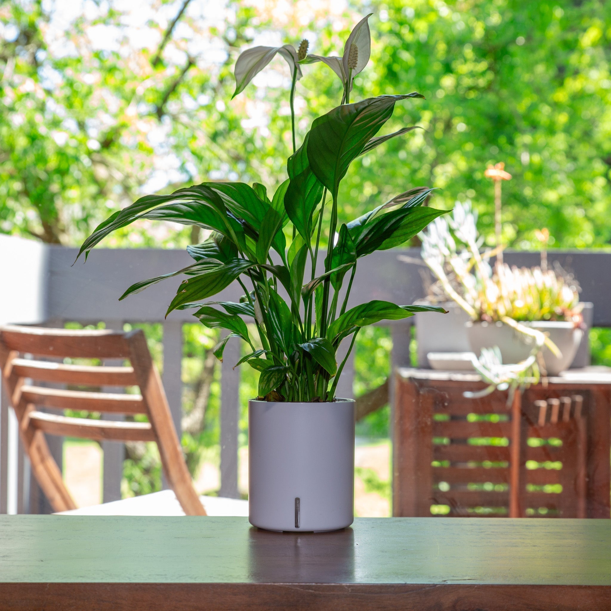 Dracaena Light Requirements Guide | Intuitive Plants