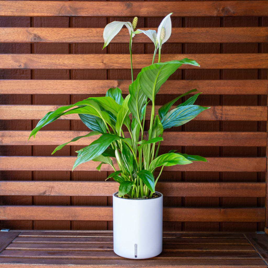 Peace Lily Watering Guide (Super Easy to Follow)