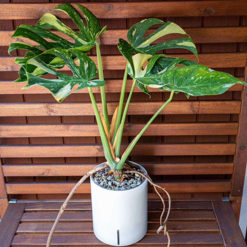 Monstera Thai in Self Watering Planter