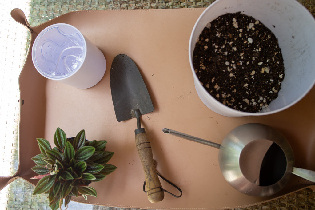 Houseplant Repotting Guide | Intuitive Plants