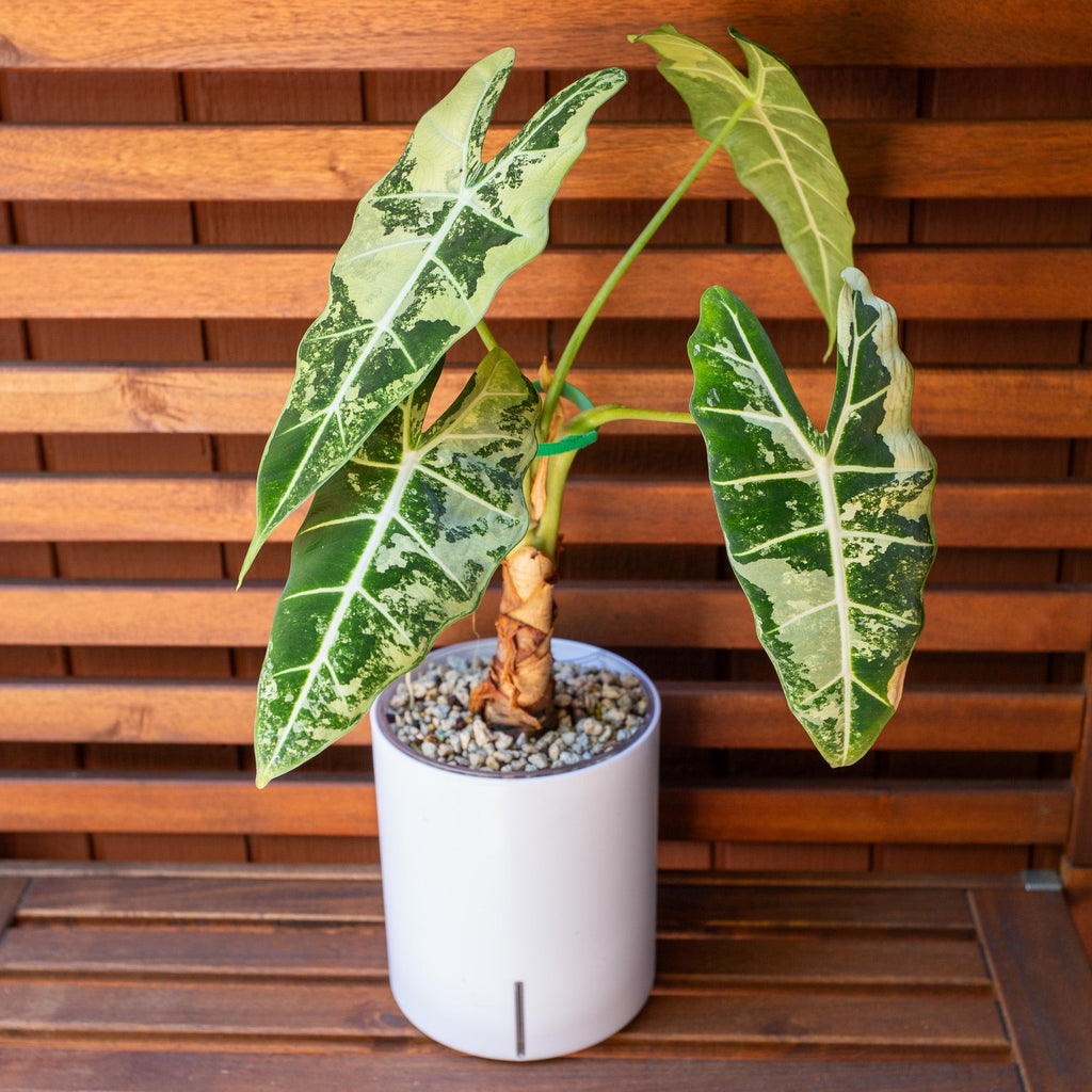 Your Ultimate Guide to Alocasia Frydek: 9 Pro Tips for a Stunning Green Velvet! 🤩