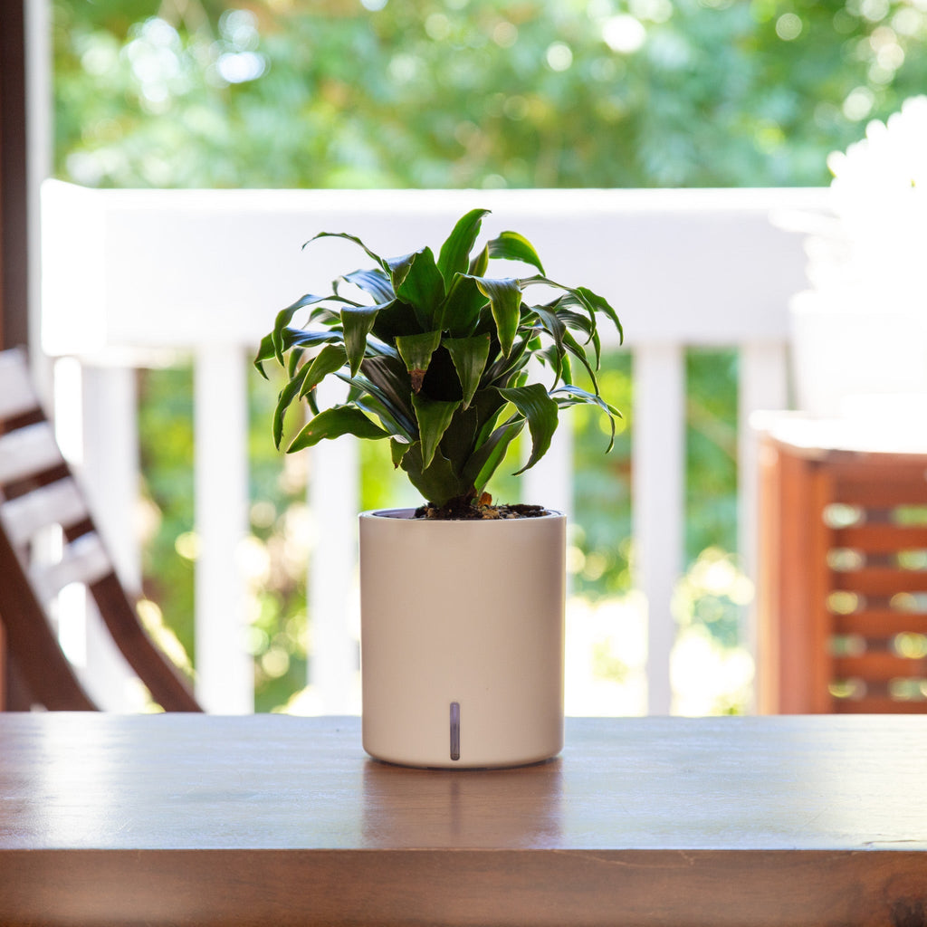Dracaena next to a window 