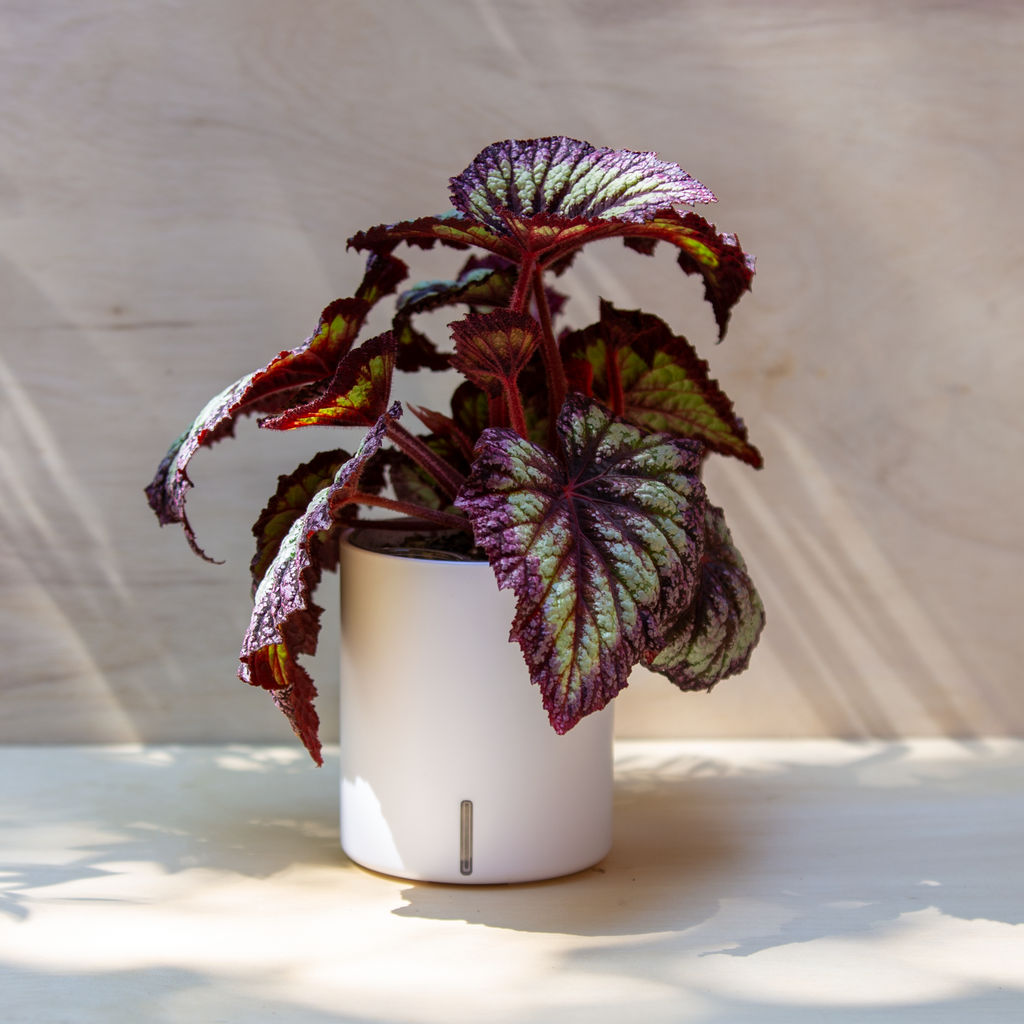 Begonia in self-watering planter