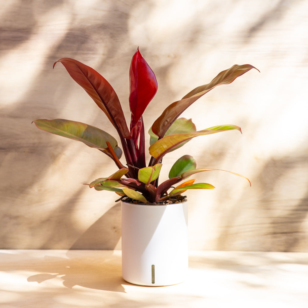 Philodendron Light Requirements 💡: A Comprehensive Guide