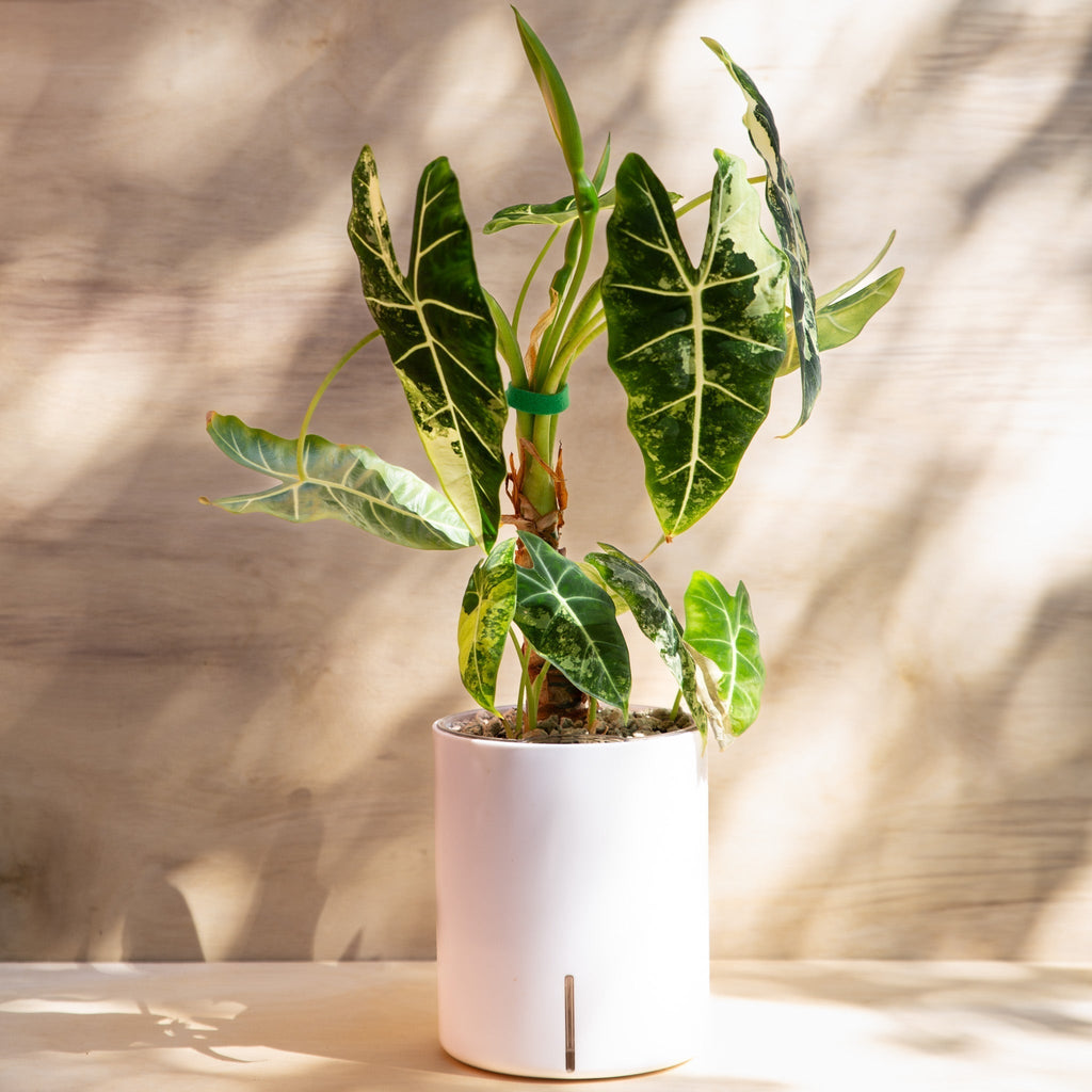 Alocasia Frydek in Self Watering Planter
