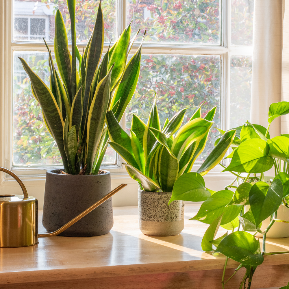 Indoor Plant Lighting Guide | Plant Lighting Tips | Intuitive Plants