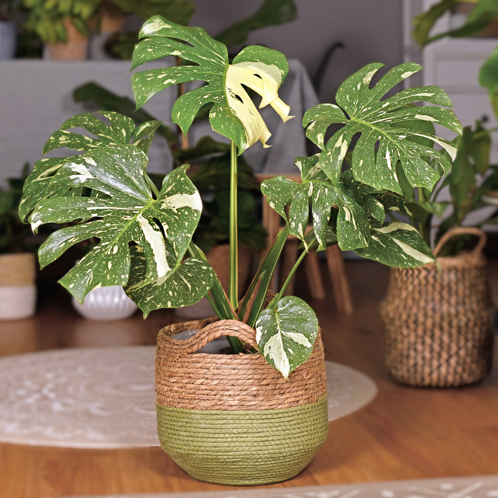 Houseplants SOS - The Ultimate Guide for Every Indoor Plant Problem 🚨