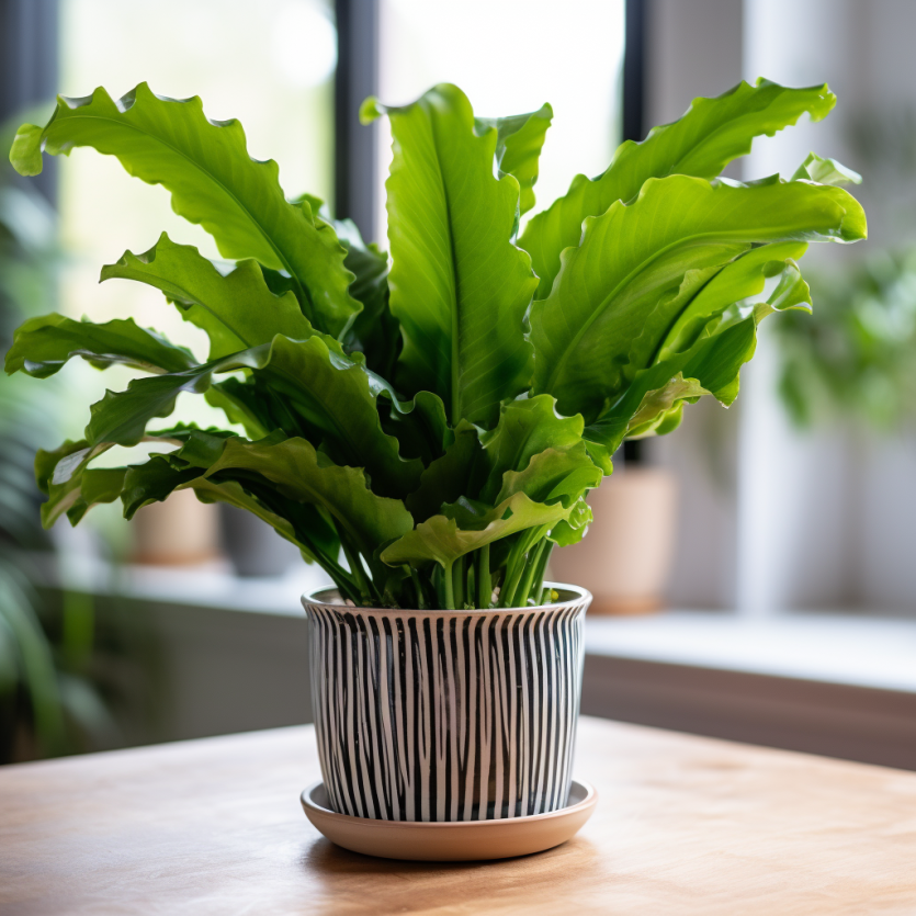 Nurturing Your Bird's Nest Fern: the Ultimate Guide to Perfect Care 🪴🪹