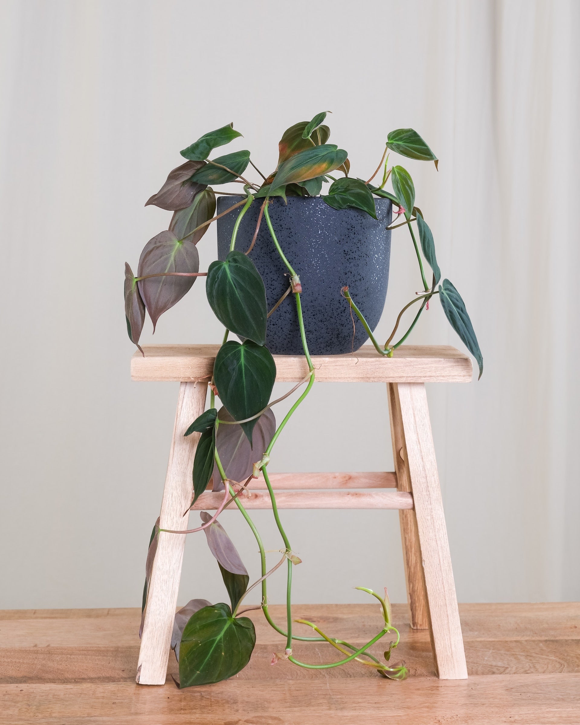 Alocasia Wentii Care Guide | Alocasia Wentii Care | Intuitive Plants