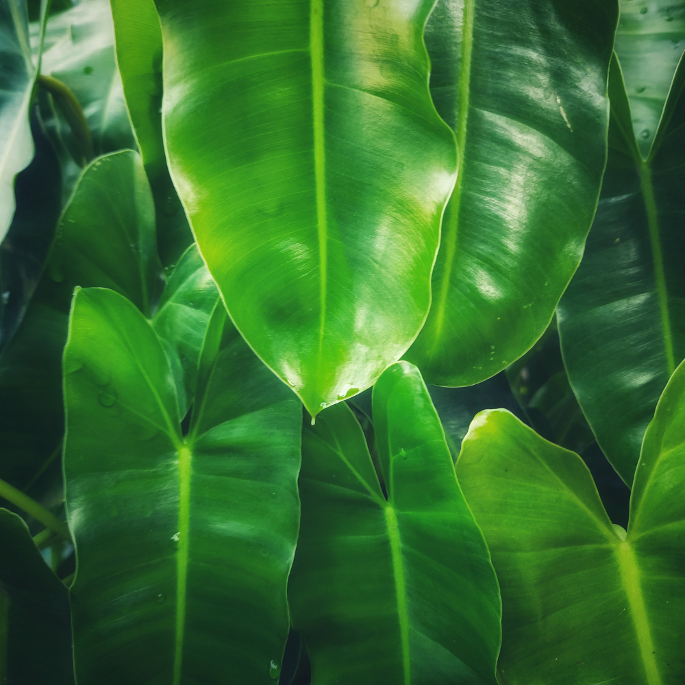 Philodendron Erubescens: Your Ultimate Guide (With Expert Tips) 🍃