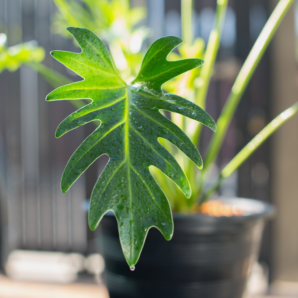 Philodendron Plant Care Guide | Intuitive Plants
