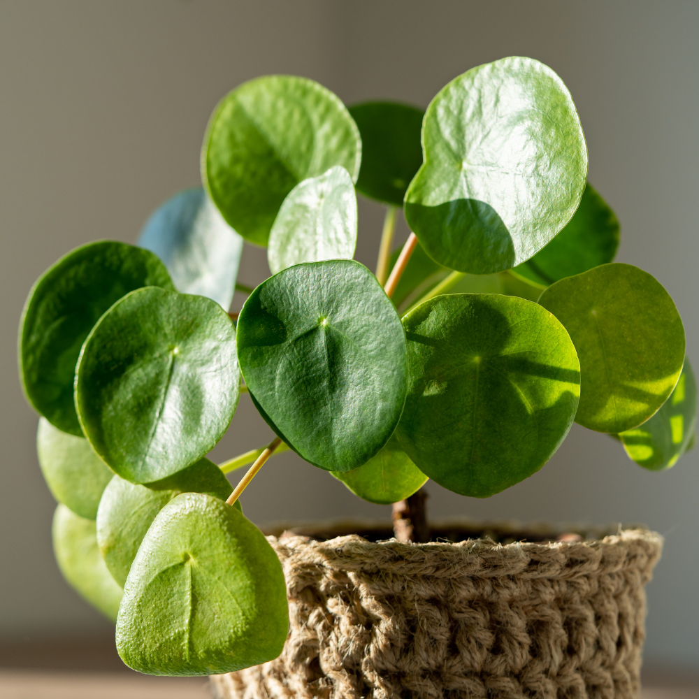 Mini Pilea Peperomioides Chinese Money Tree Belly Button Plant in 5.5 cm Pot Mini Pilea Peperomioides Chinese Money Tree Belly Button Plant in 5.5 cm Pot
