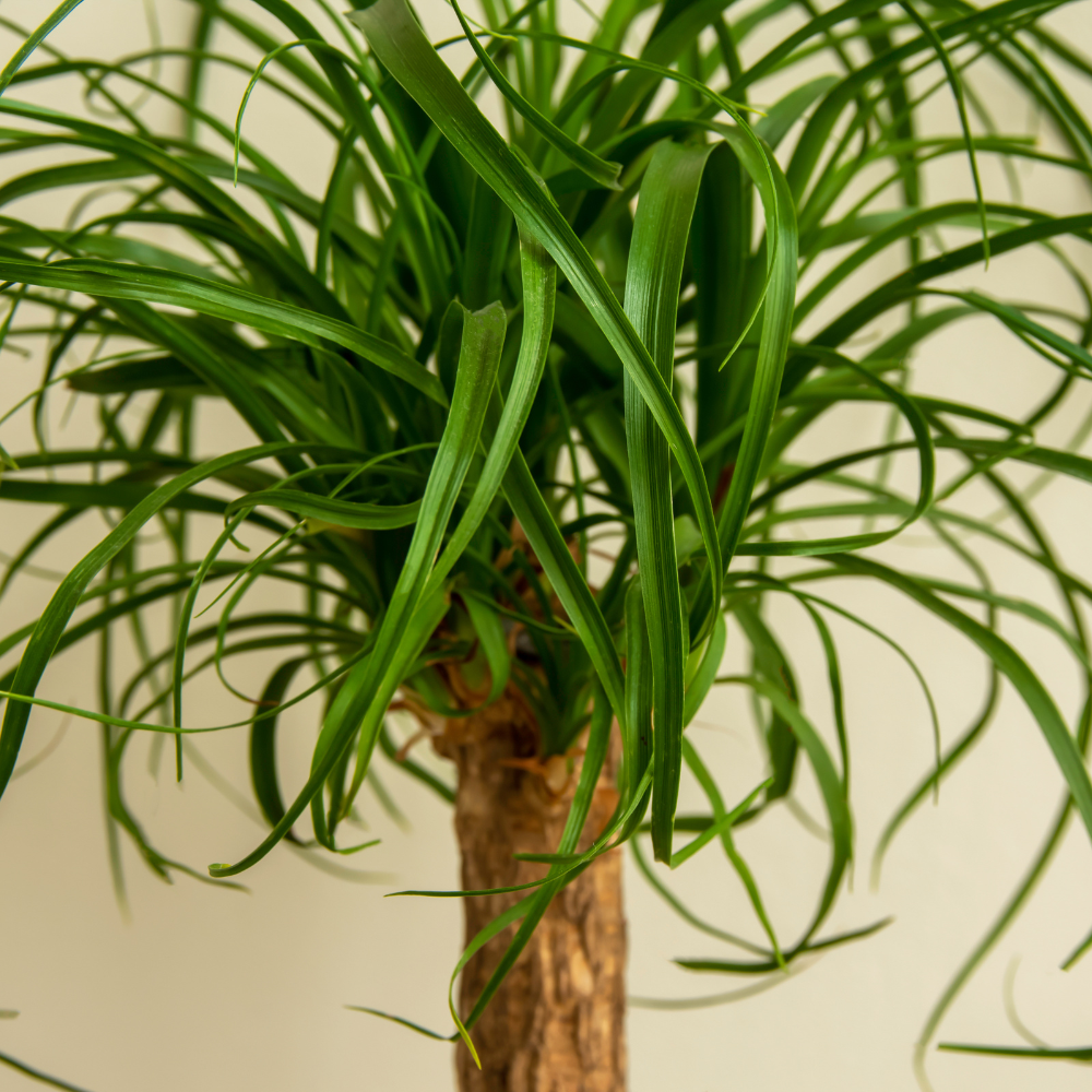 Ponytail Palm Indoor Plant