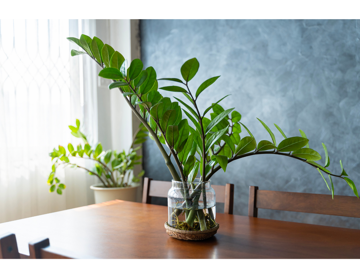 Ultimate ZZ Plant Care Handbook Intuitive Plants