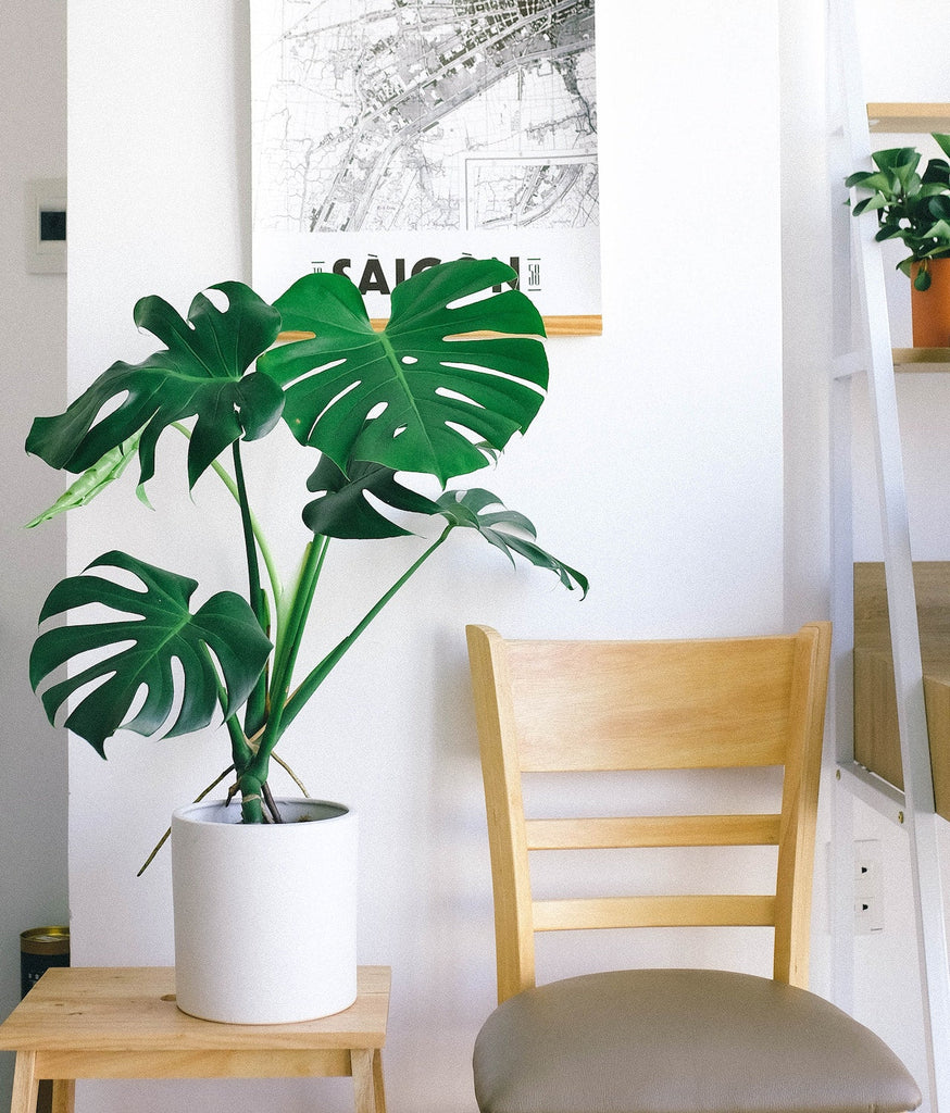 monstera in self watering pot